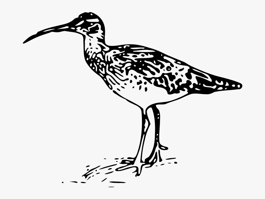 Line Drawing Free Clipart Birds, Transparent Clipart