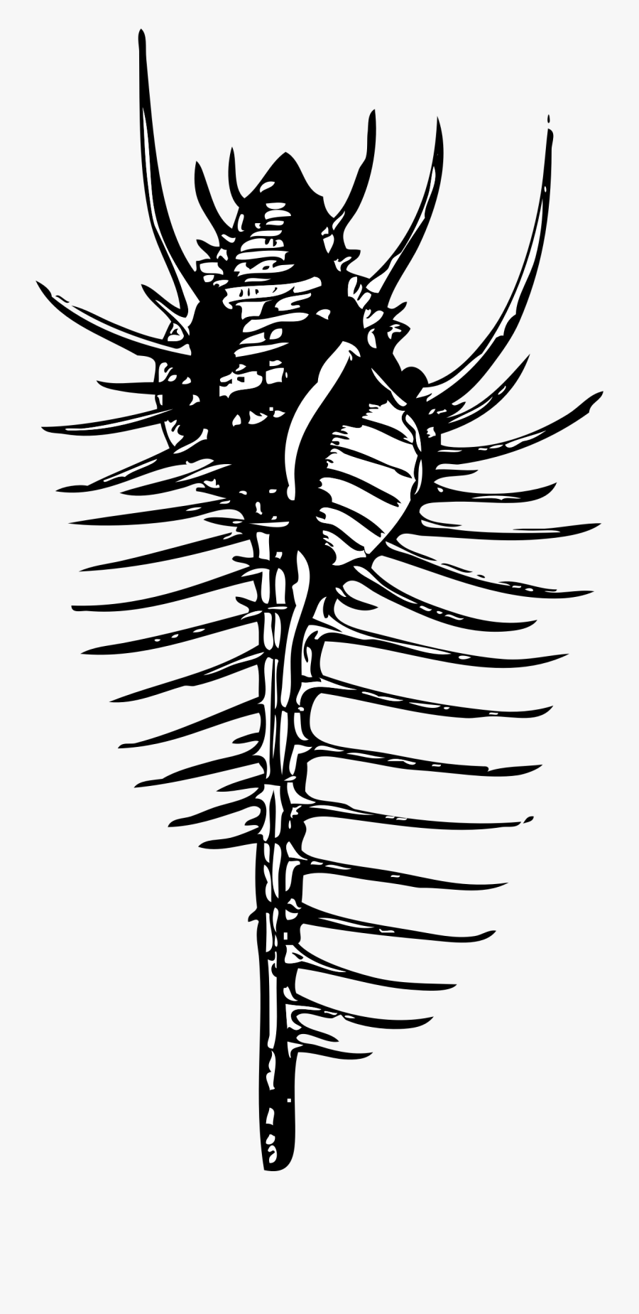 Comb Svg Clip Art - Murex Diagram, Transparent Clipart