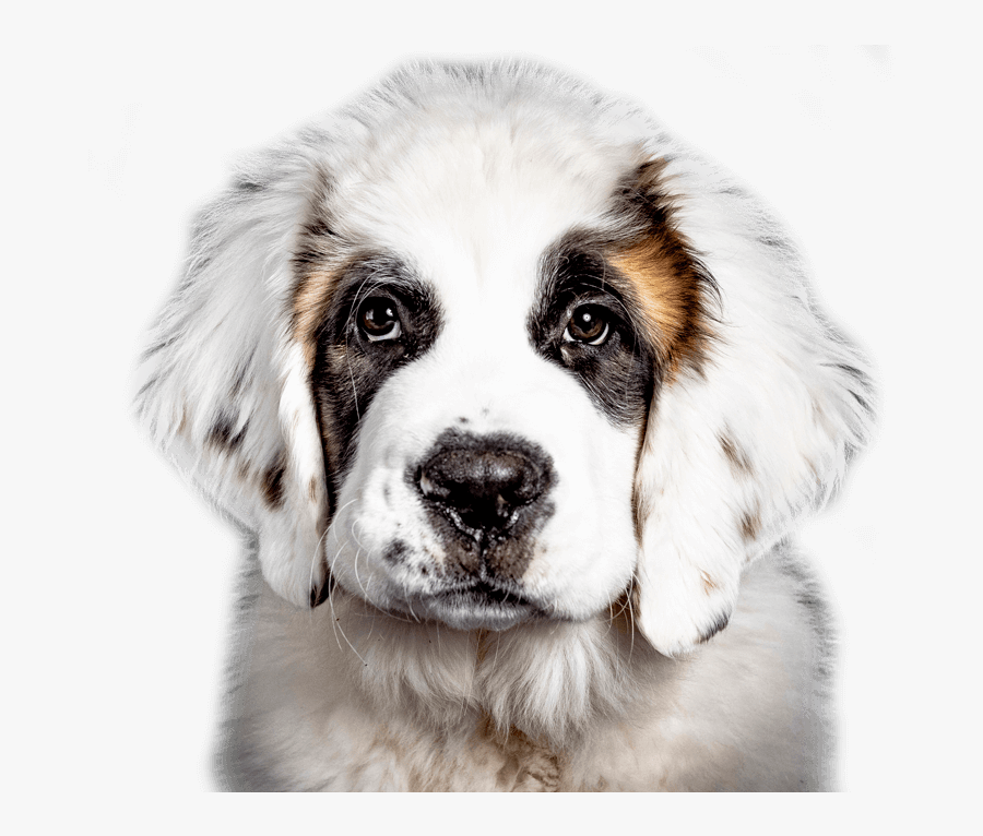 Moscow Watchdog, Transparent Clipart