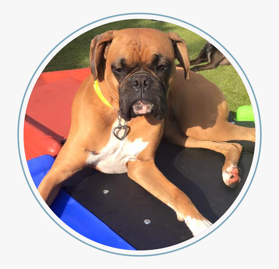 Boxer, Transparent Clipart