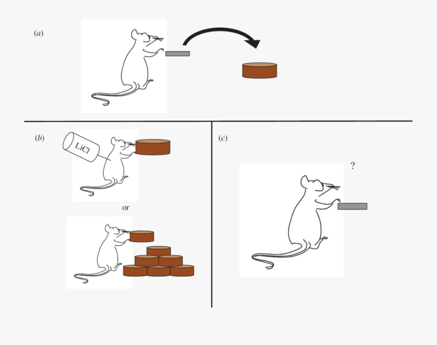 Animals Are Trained To Press A Level To Gain Food Pellets - Cartoon, Transparent Clipart
