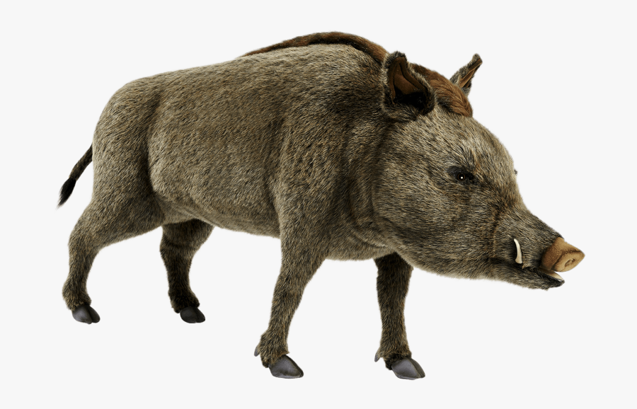 Wild Boar Transparent Background, Transparent Clipart