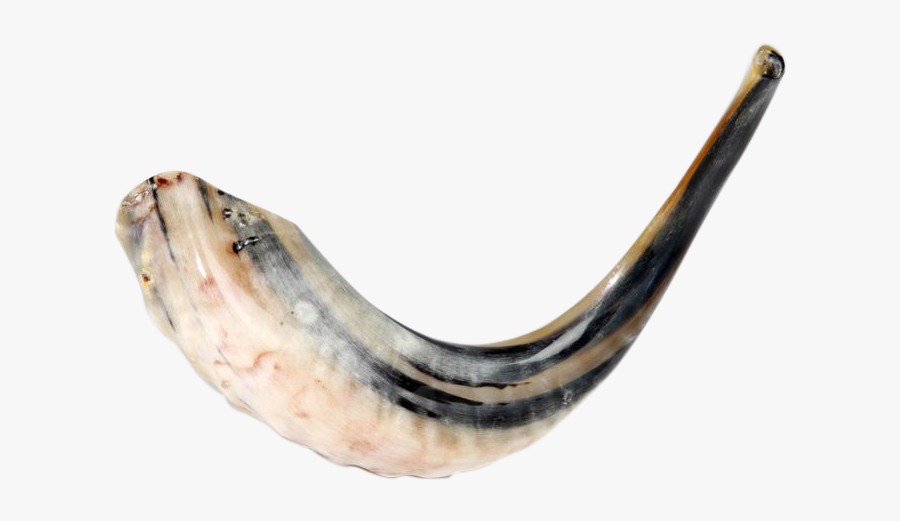 Ram"s Horn Natural Shofar 15"-16 - שופר, Transparent Clipart