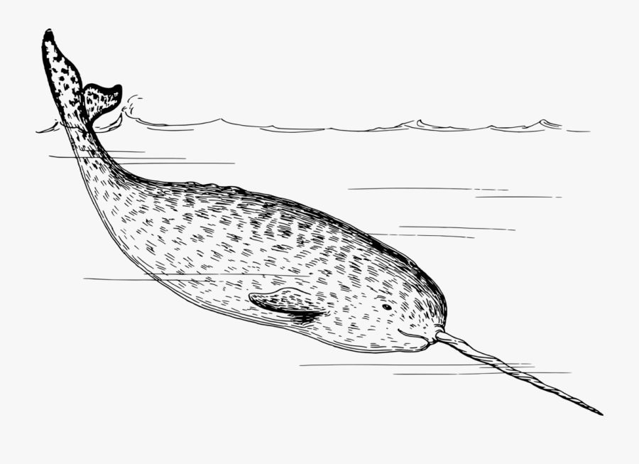 Marine Mammal,blue Whale,fish - Narwhals Black And White, Transparent Clipart