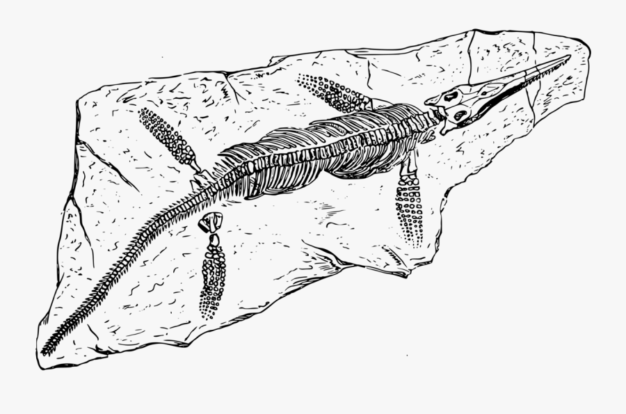 Line Art,blue Whale,nile Crocodile, Transparent Clipart