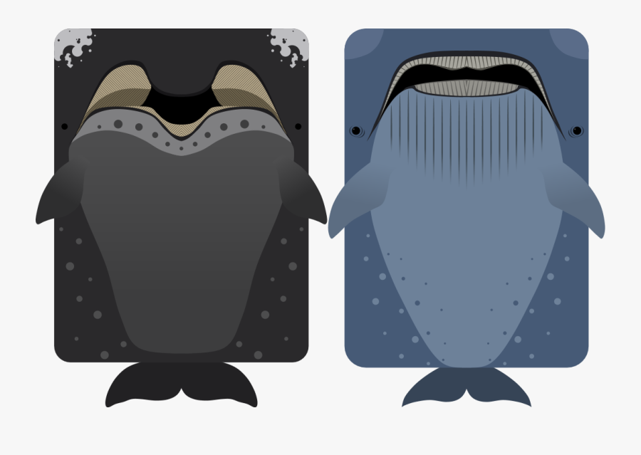 Deeeep Io Bowhad Whale, Transparent Clipart