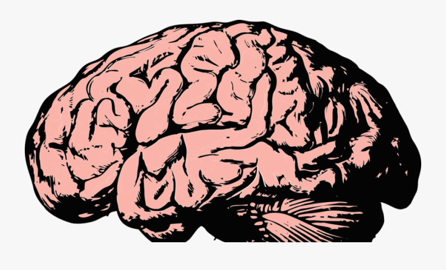 Human Brain Transparent Background, Transparent Clipart