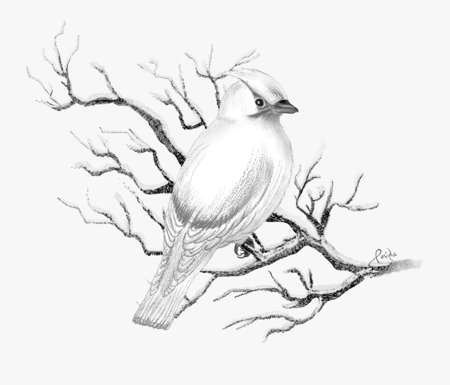 Collection Of Free Chickadee Drawing Christmas - Sketch, Transparent Clipart