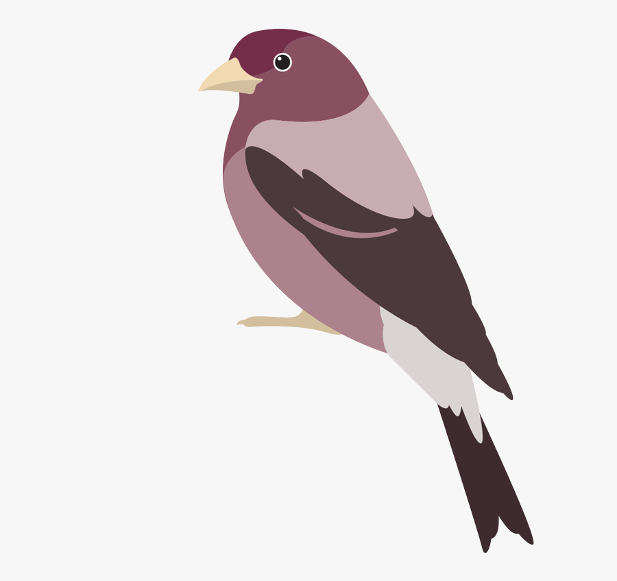 Img - Swallow, Transparent Clipart