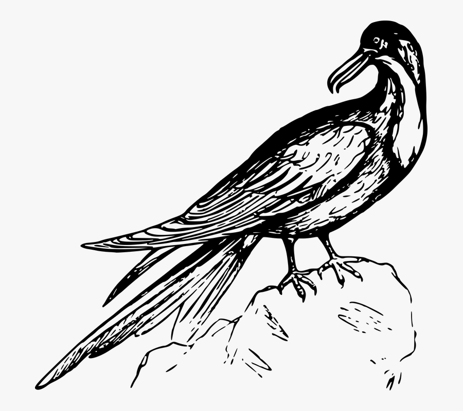 Animal, Bird, Frigate, Frigate Bird, Seabird - Ave Fragata Dibujo, Transparent Clipart