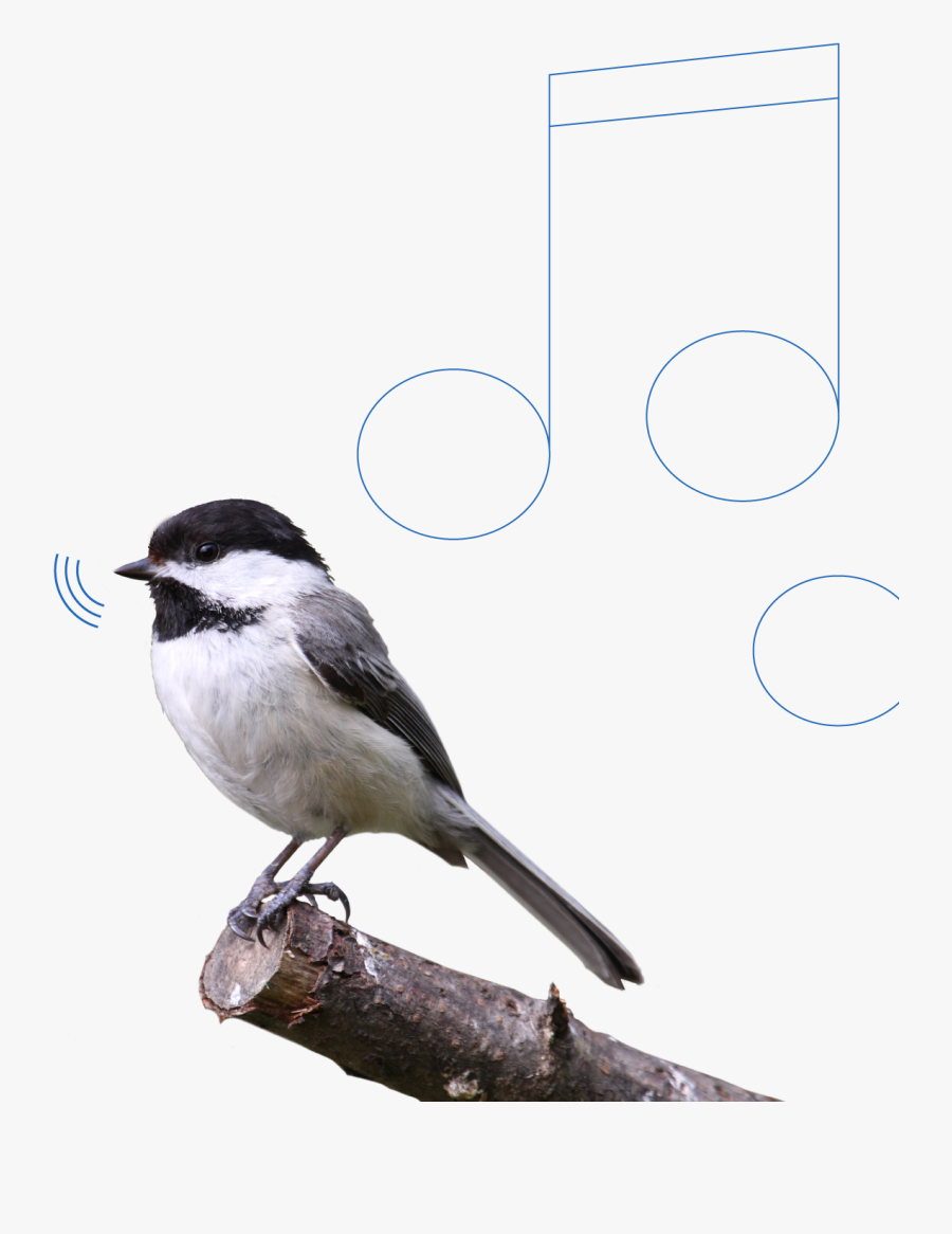 Carolina Chickadee, Transparent Clipart