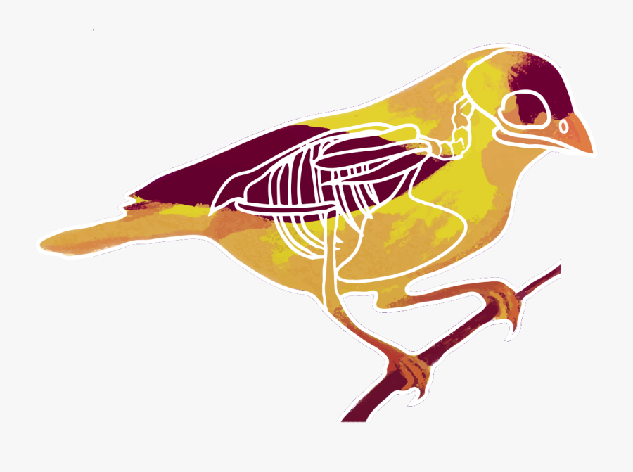 Transparent Chickadees Clipart - Wood Thrush, Transparent Clipart