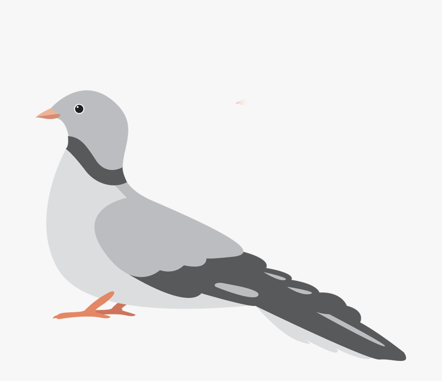 Img - Seabird, Transparent Clipart