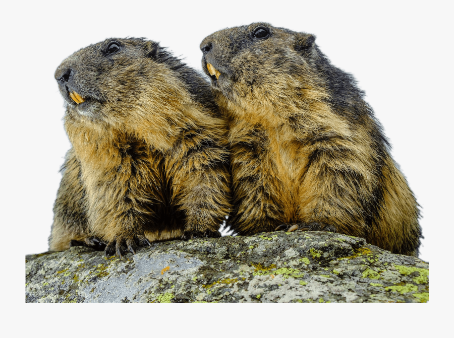 Couple Of Groundhogs - Bubonic Plague, Transparent Clipart