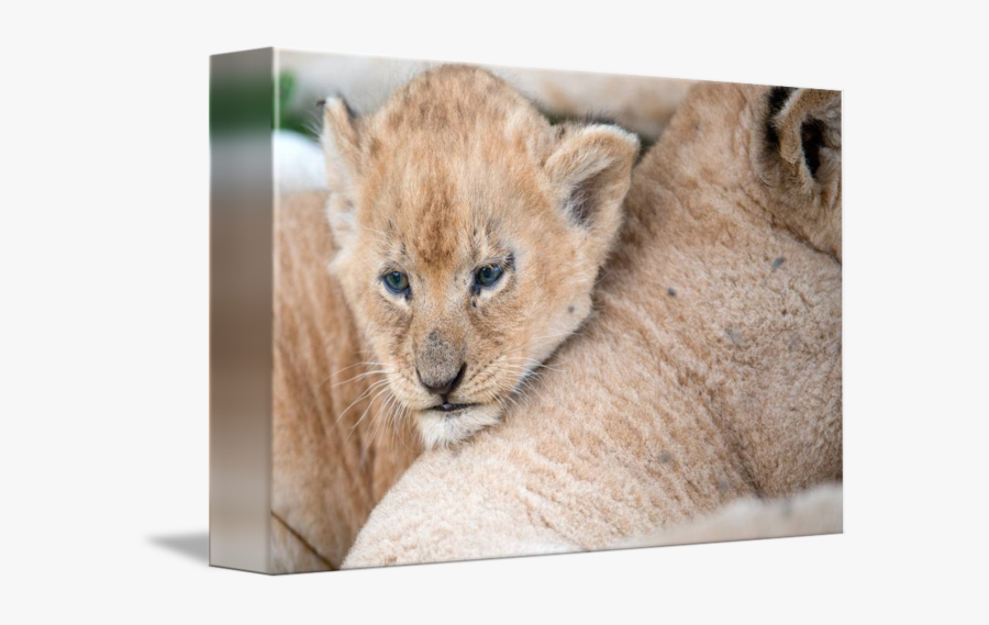 Clip Art Baby Lion Pic - Lion, Transparent Clipart