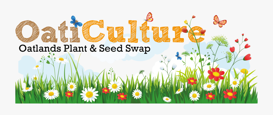 African Daisy, Transparent Clipart