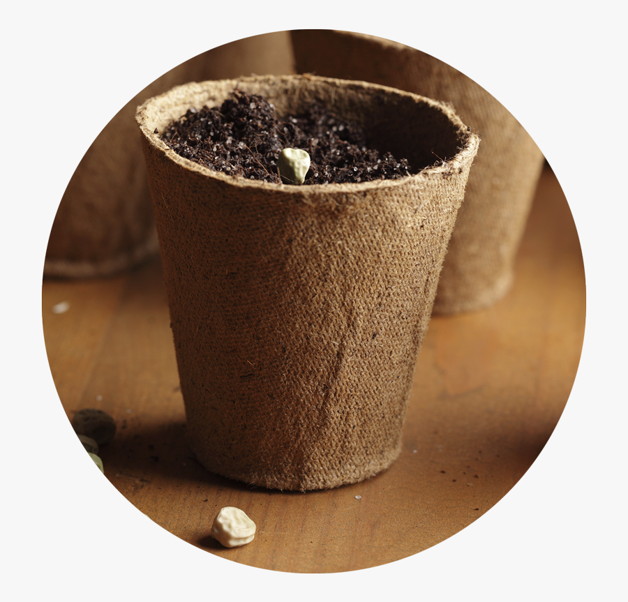 Seed - Imagens De Sementes E Vasos, Transparent Clipart