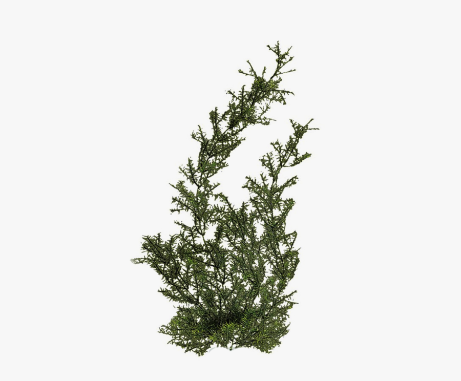 Download Plants Png Hd - Water Plant Transparent Background, Transparent Clipart
