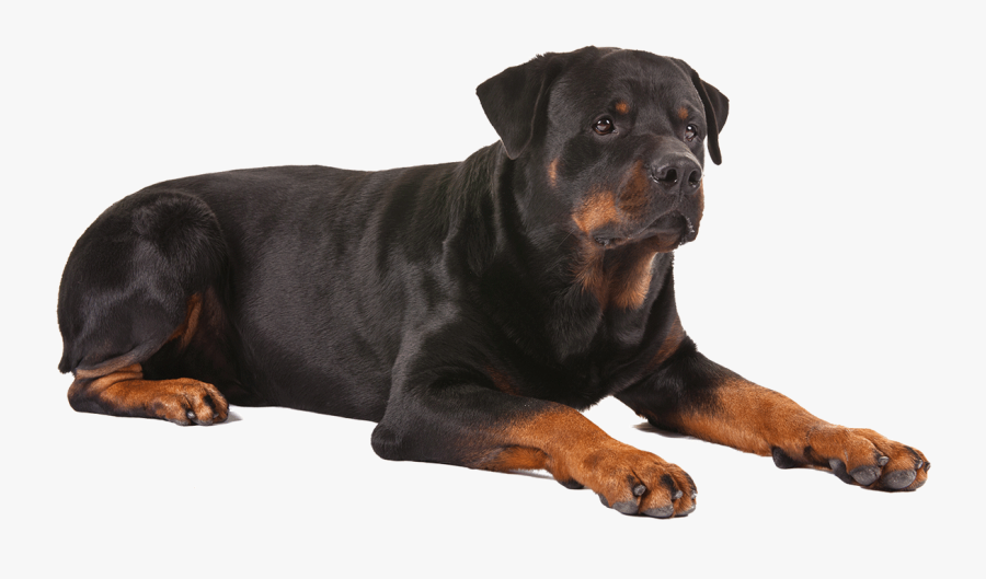 Rottweiler Puppy German Shepherd Dog Breed Old English - Rottweiler Png, Transparent Clipart