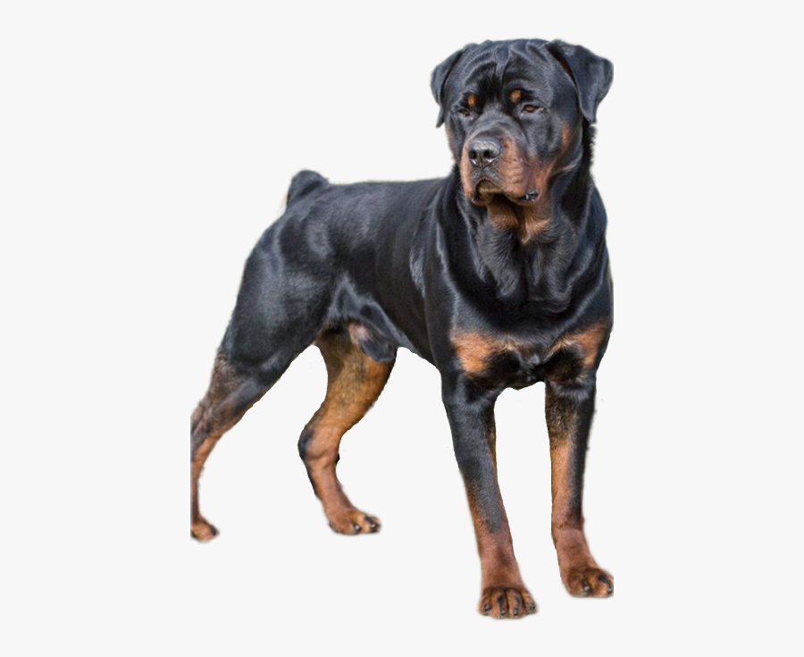 Popular And Trending Rottweiler Stickers On Picsart - German Rottweiler, Transparent Clipart