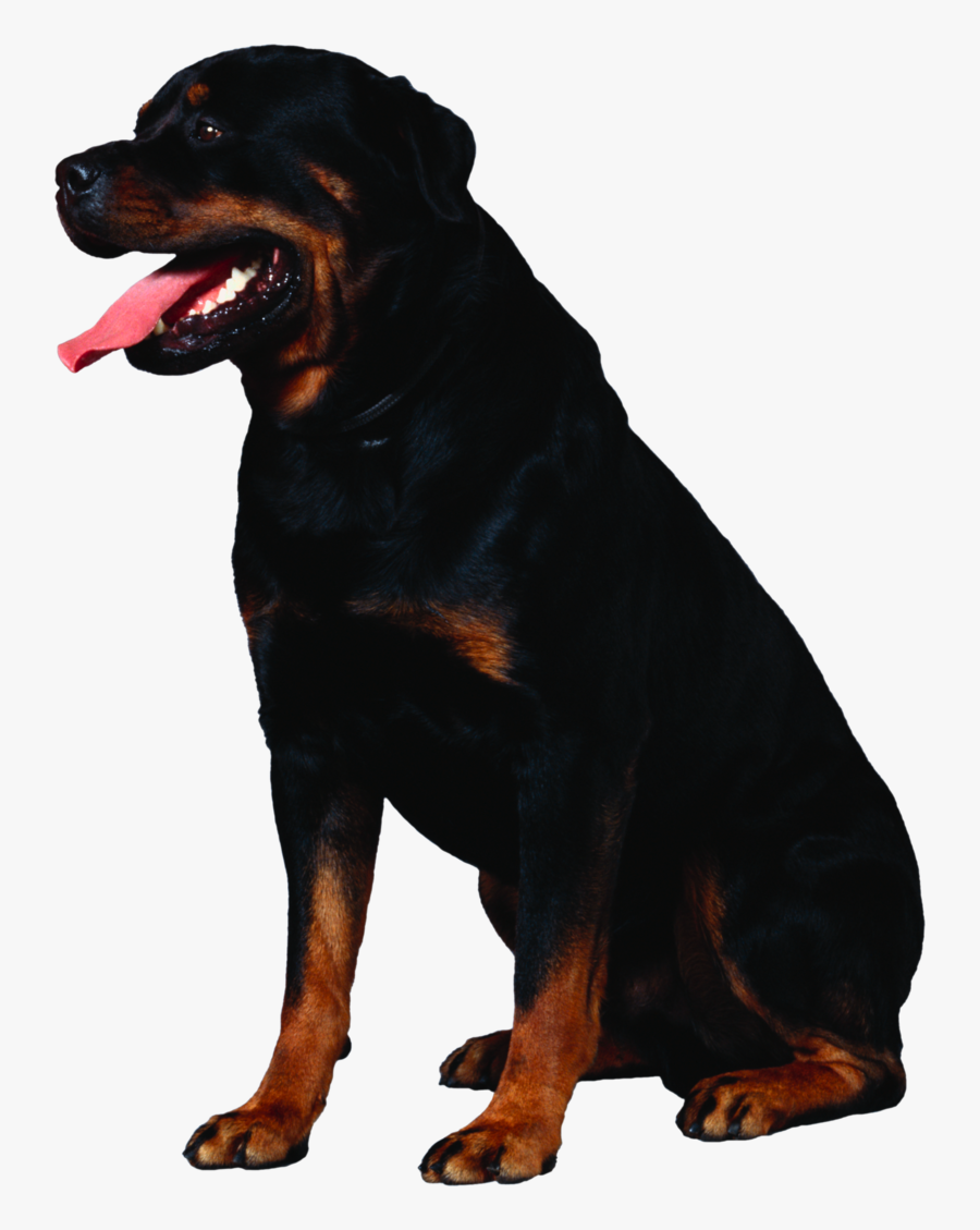 Dog Png, Download Png Image With Transparent Background, - Rottweiler Dog Transparent, Transparent Clipart