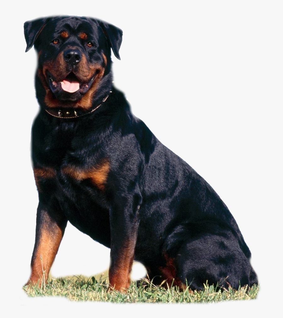 Vicious Dogs Png - Rottweiler Png, Transparent Clipart