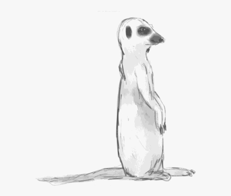 Meerkat Sketch, Transparent Clipart