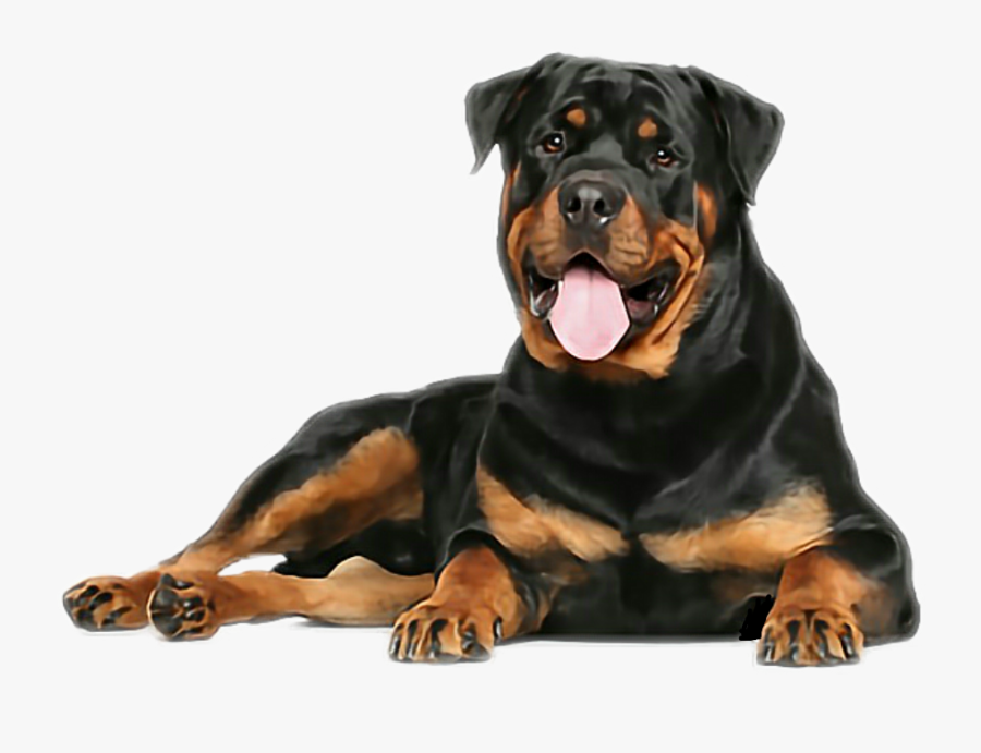 #dog #rottweiler - Rottweiler Dog, Transparent Clipart