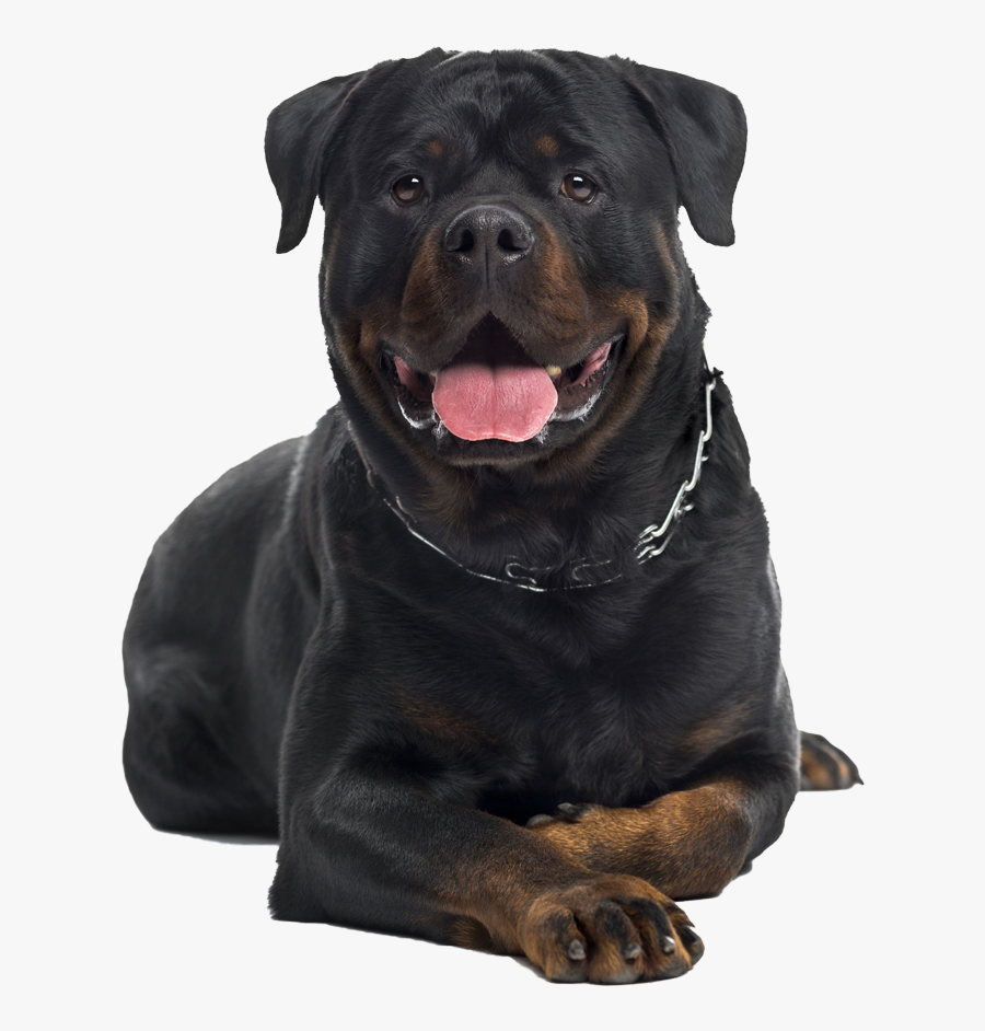 Full Blooded Rottweiler, Transparent Clipart