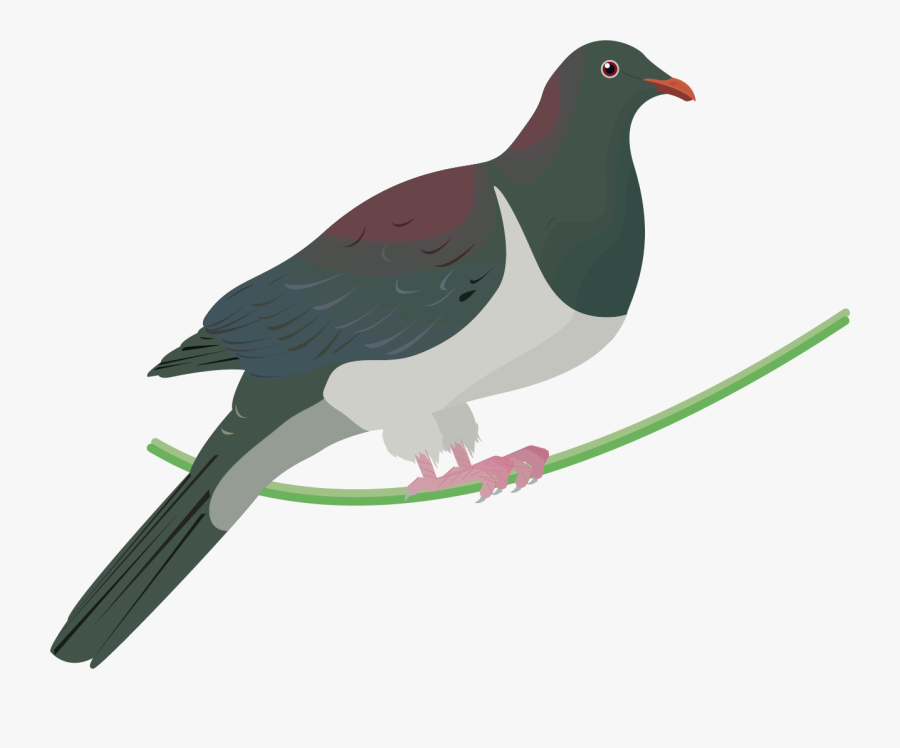 Kereru Bird, Transparent Clipart
