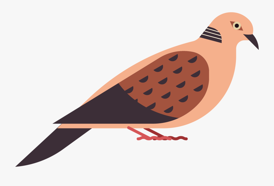 Pigeons And Doves, Transparent Clipart