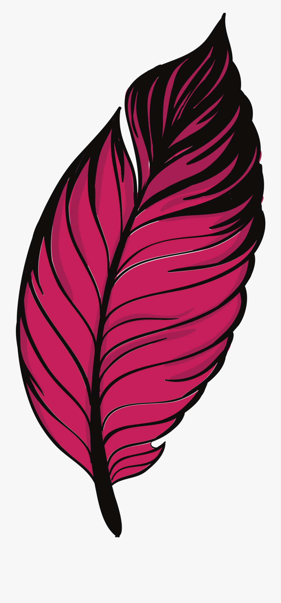 Feather, Transparent Clipart