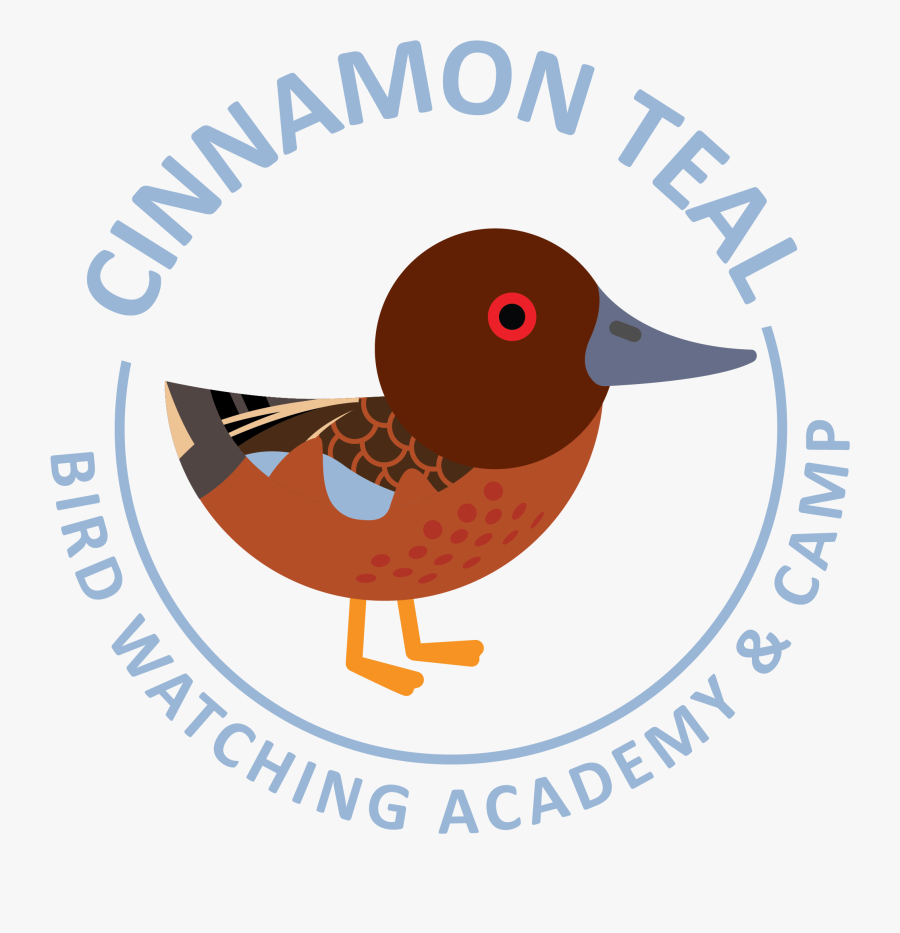 Cinnamon Teal Picture - Frente De Defensa Ambiental De Cajamarca, Transparent Clipart