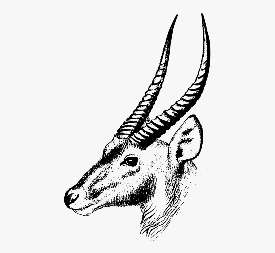 African Deer Head Silhouette, Transparent Clipart