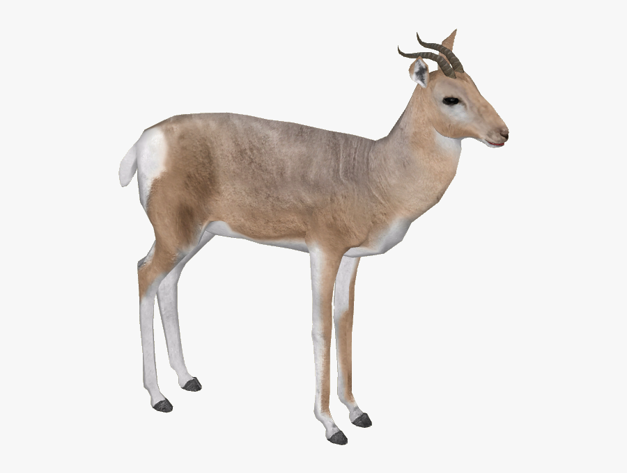 Gazelle Png Pic - Gazelle, Transparent Clipart