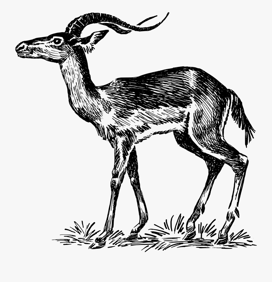 Clip Art Gazelle Drawing - Impala Clip Art, Transparent Clipart