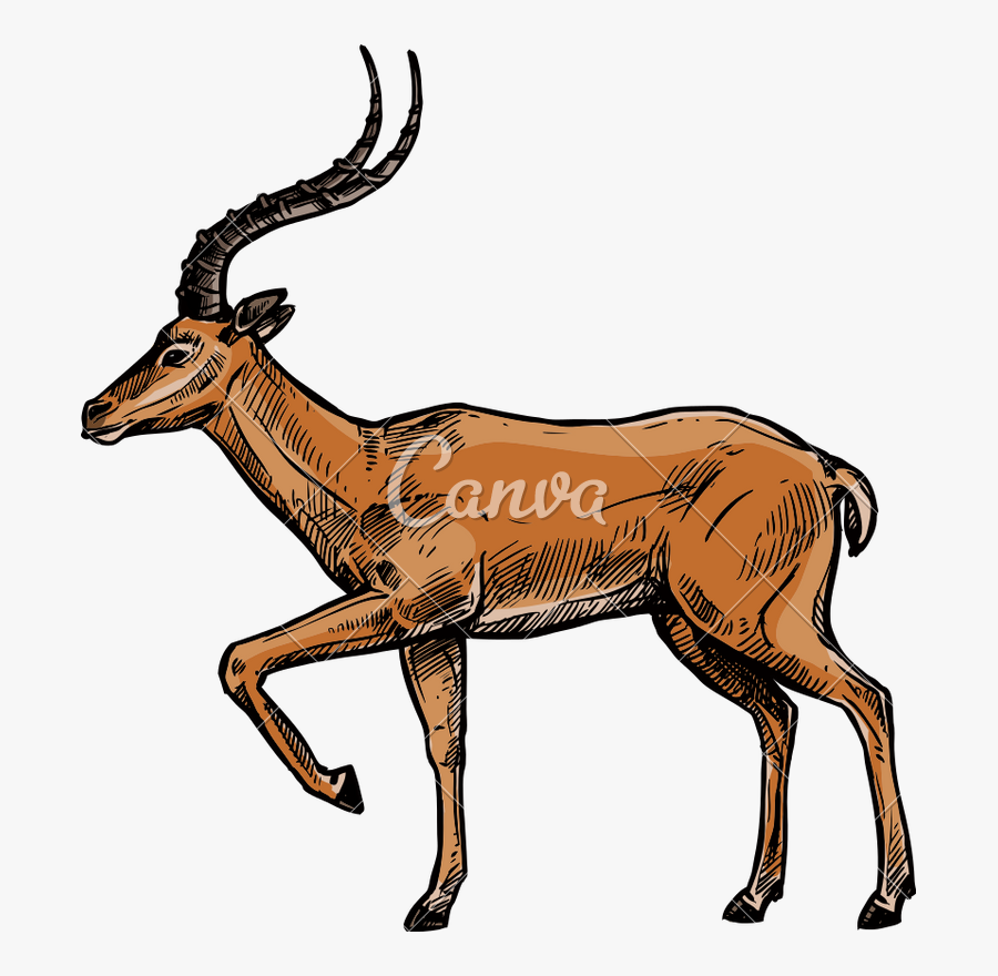 Horns Vector Gazelle - Gazelle Drinking Water Drawing, Transparent Clipart