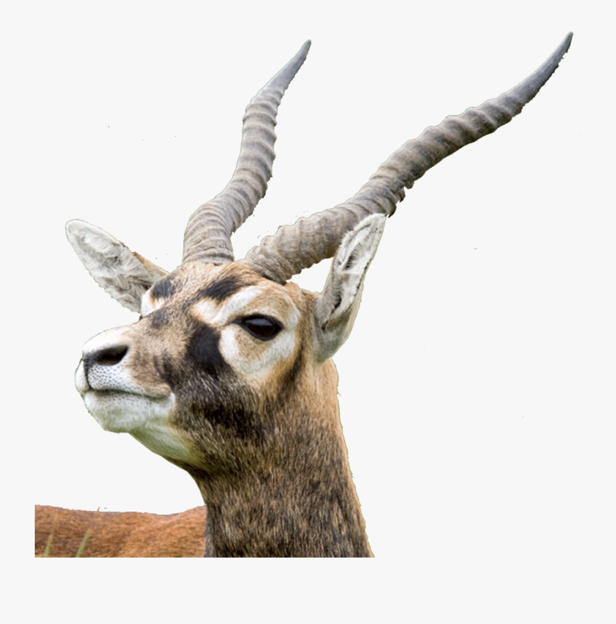 Transparent Deer Horns Png - Waterbuck, Transparent Clipart