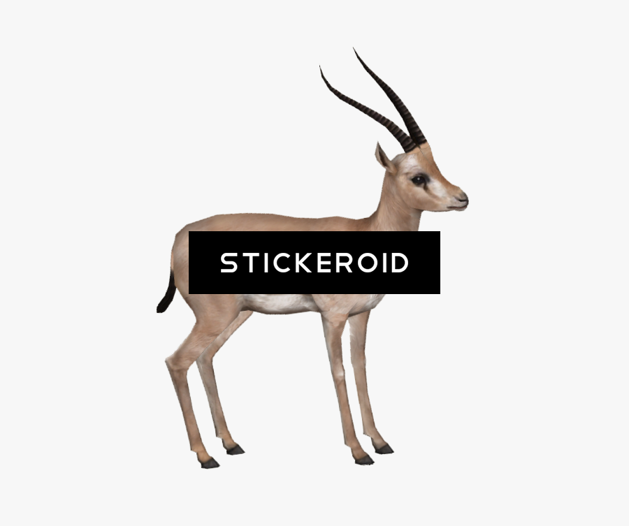 Antelope - Thomson's Gazelle, Transparent Clipart