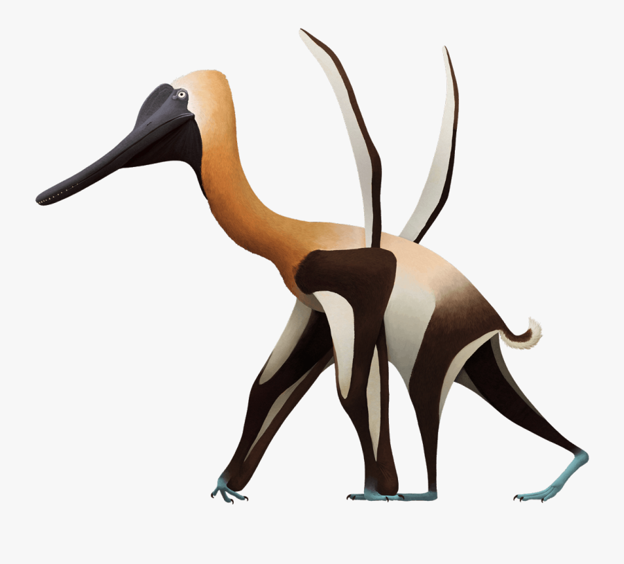 Thomson's Gazelle, Transparent Clipart