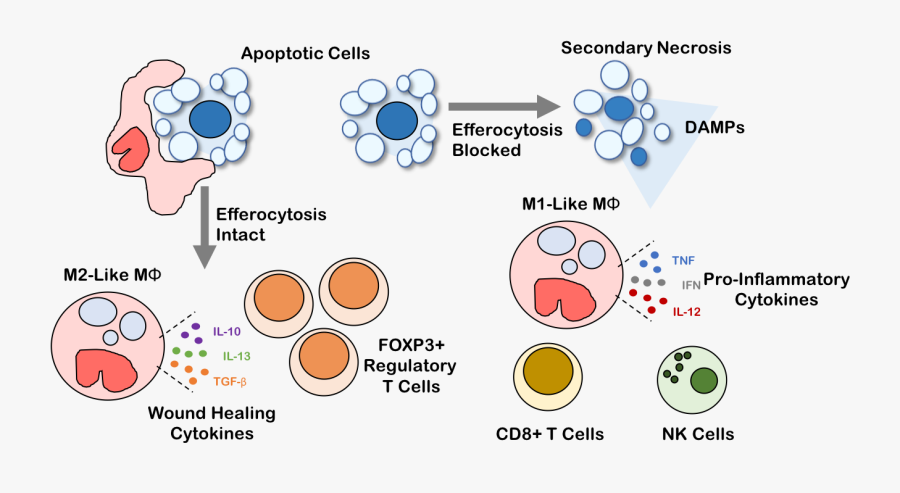 Efferocytosis Il 10, Transparent Clipart