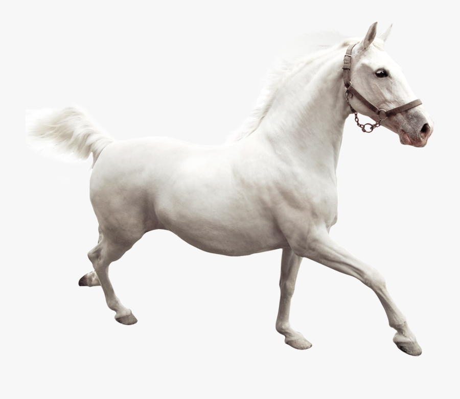 Clip Art Camargue White Running - Running White Horse Transparent Background, Transparent Clipart