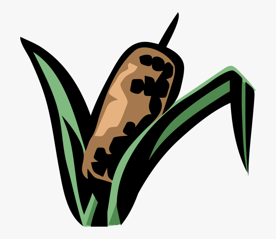 Vector Illustration Of Cattail Bulrushes Bulrush In, Transparent Clipart