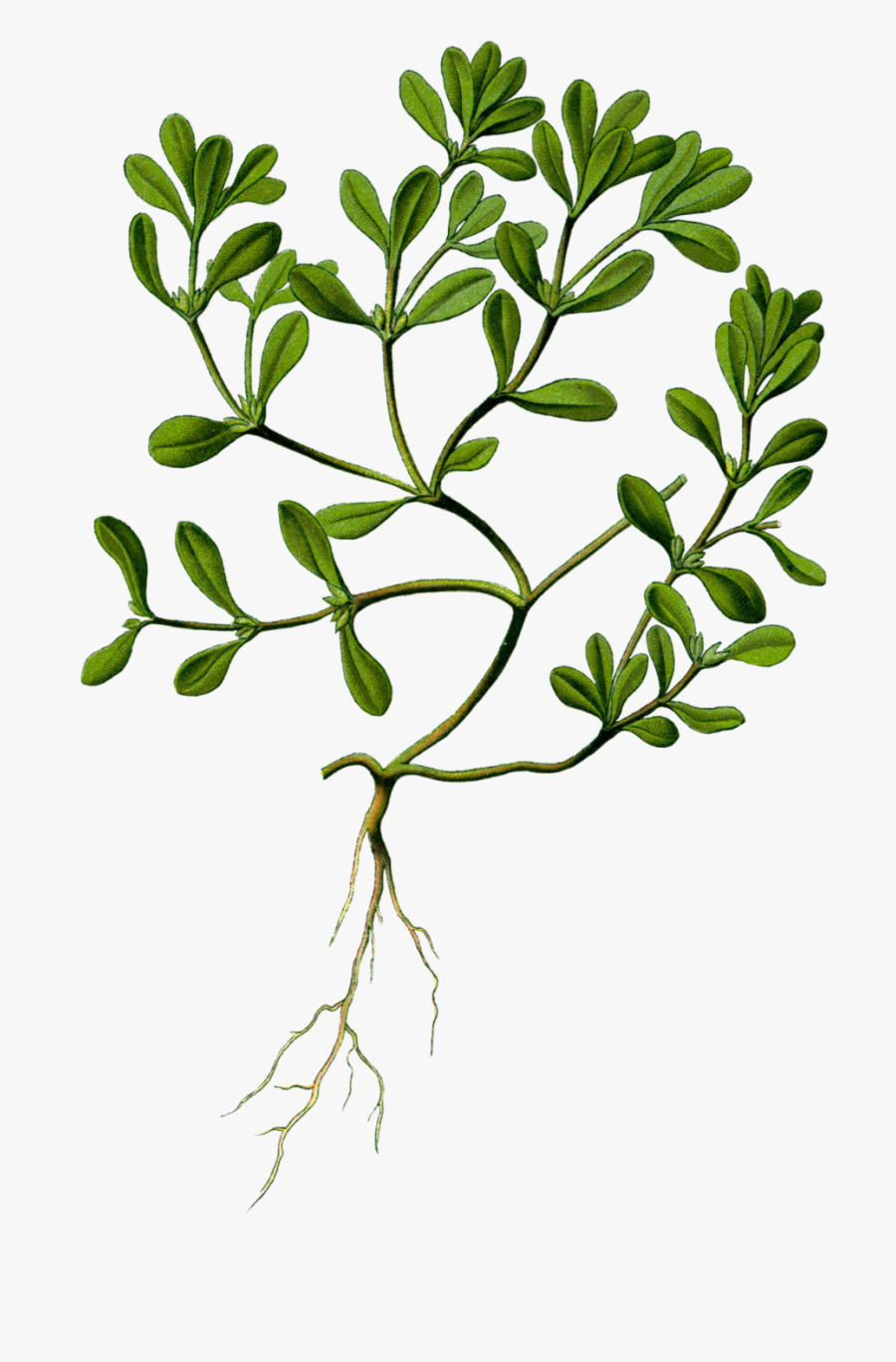 Portulaca Oleracea Herbarium, Transparent Clipart