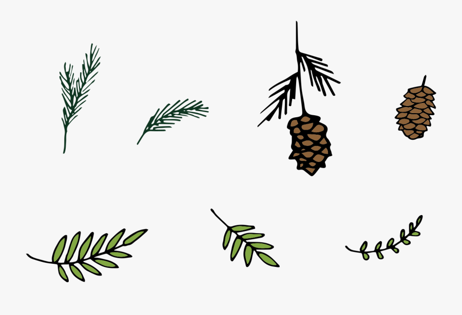 1200 X 1200 5 - Conifer Cone, Transparent Clipart