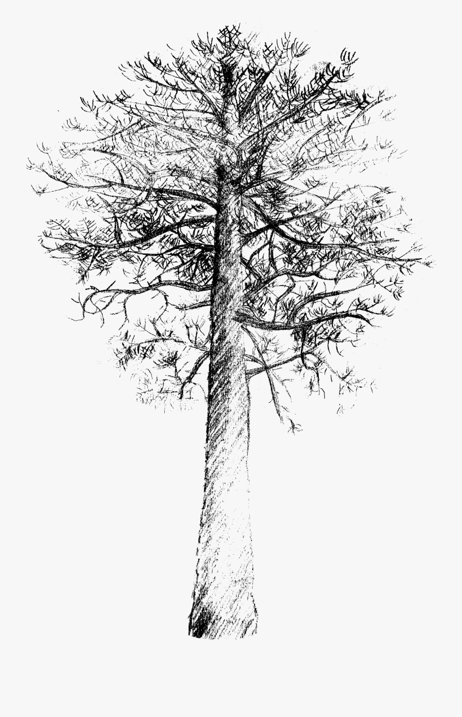 K"s Colorado Lodge-pole Pine Clip Arts - Loblolly Pine Drawing, Transparent Clipart