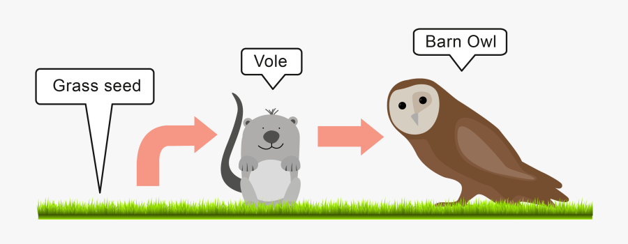 And The Carbon Cycle - Food Chain Owl And Grass, Transparent Clipart