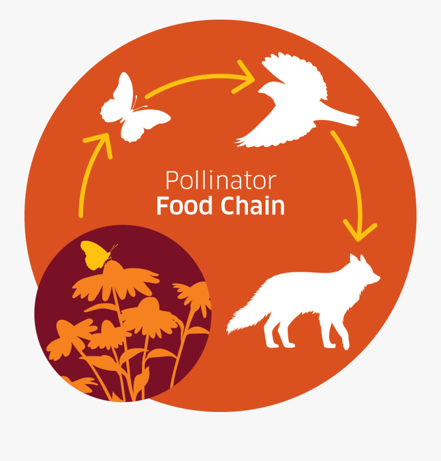 Pollinator Food Chain Infographic The Food Source Hierarchy - Prohibido Fumar, Transparent Clipart