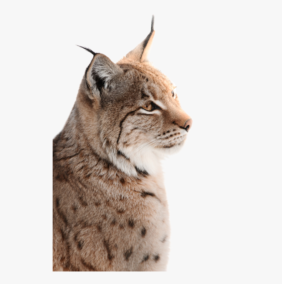 Wild- Und Freizeitpark Ostrittrum Lynx Wildcat Whiskers - Bobcat, Transparent Clipart