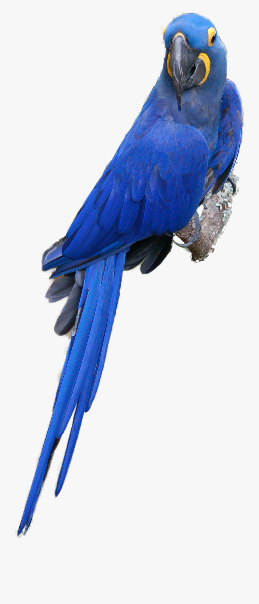 Parrot Clipart Tropical Bird - Blue Macaw Bird Png, Transparent Clipart